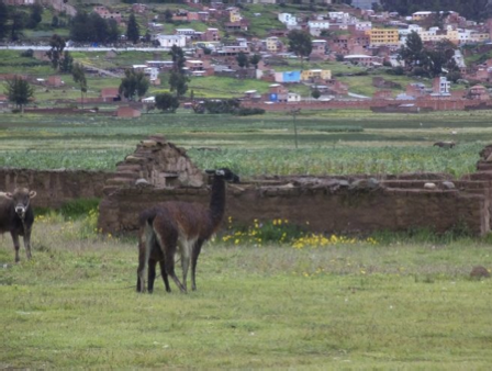 Remains of the old greenhouse