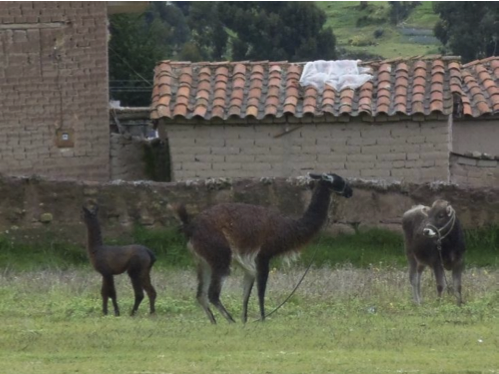 Animals keep the grass trimmed on school grounds